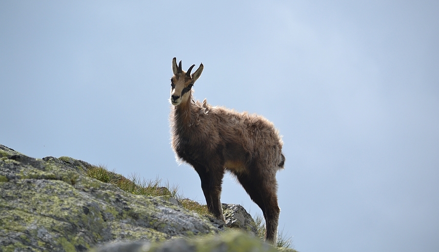Tatry