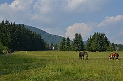 Sarnia Skała