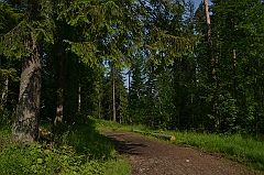 Sarnia Skała