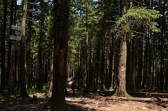 Sarnia Skała