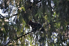 Sarnia Skała