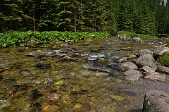 Sarnia Skała